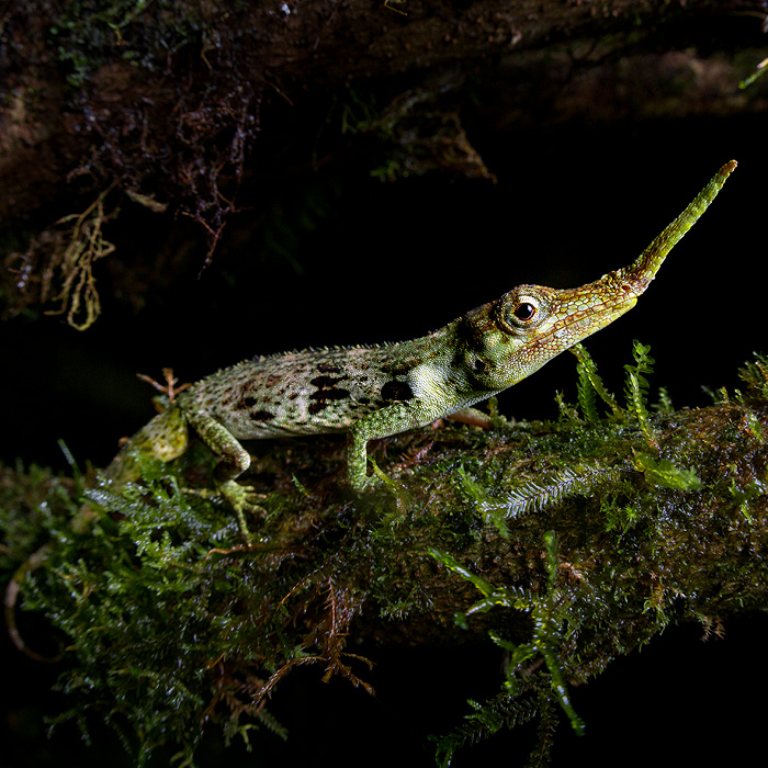 Image of a Pinocchio Anole (Anolis proboscis)