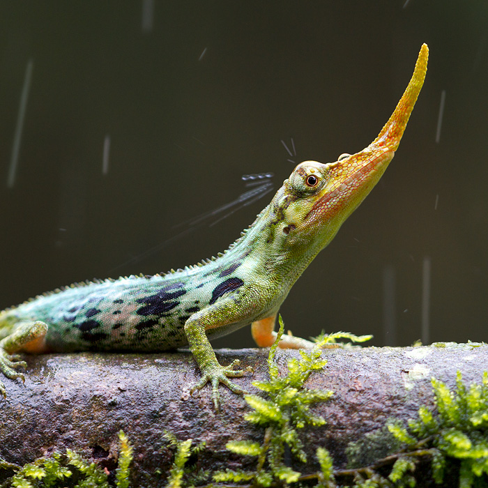 Image of a Pinocchio Anole (Anolis proboscis)