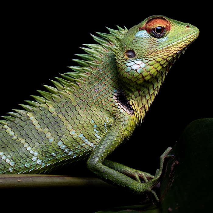 Image of a Green Garden Lizard (Calotes calotes)