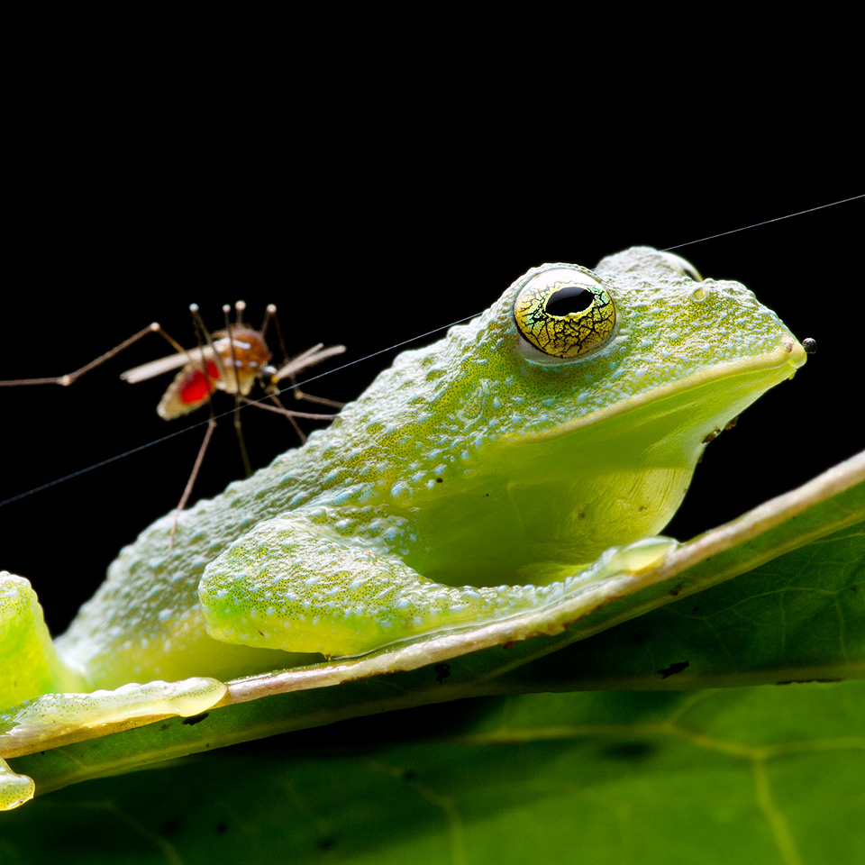 Image of a Bumpy Glassfrog (Centrolene heloderma)