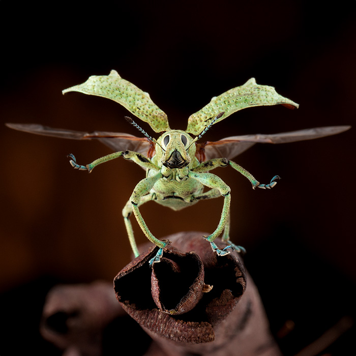 Image of a Broad-nosed Weevil (Compsus sp.)