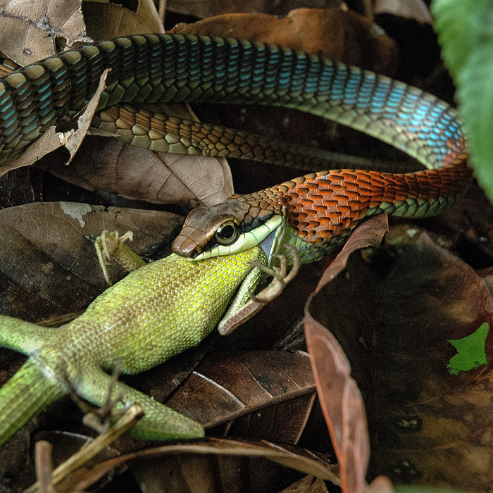 Image of a Kopstein’s Bronzeback (Dendrelaphis kopsteini)