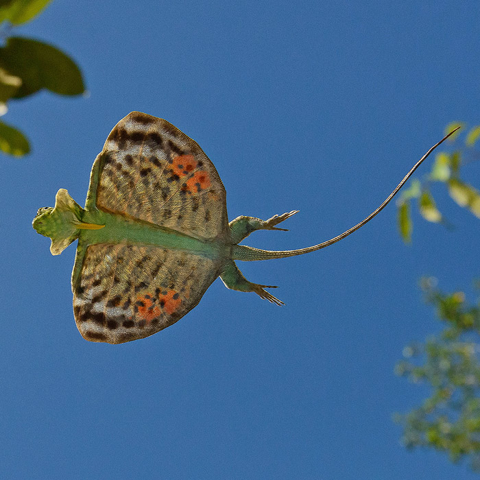 Image of an Horned Flying Lizard (Draco cornutus)