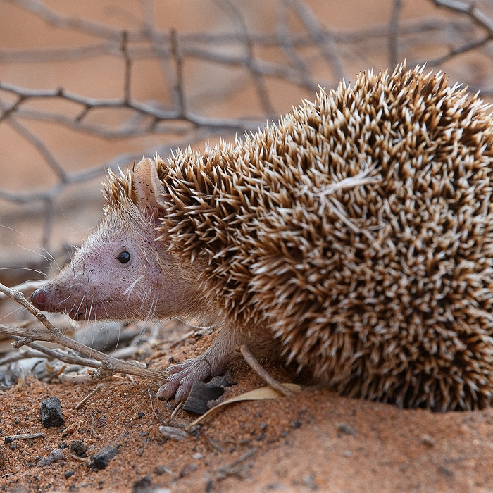 Image of a Lesser Hedgehog-Tenrec (Echinops telfairi)