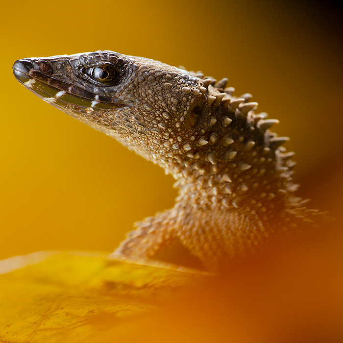 Image of a Spiny Hedgehog-Lizard (Echinosaura horrida)