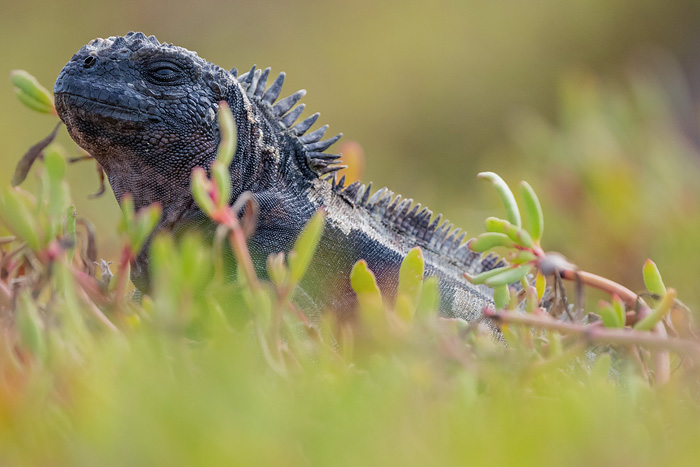 Image of a marine iguana hidden among low herbs