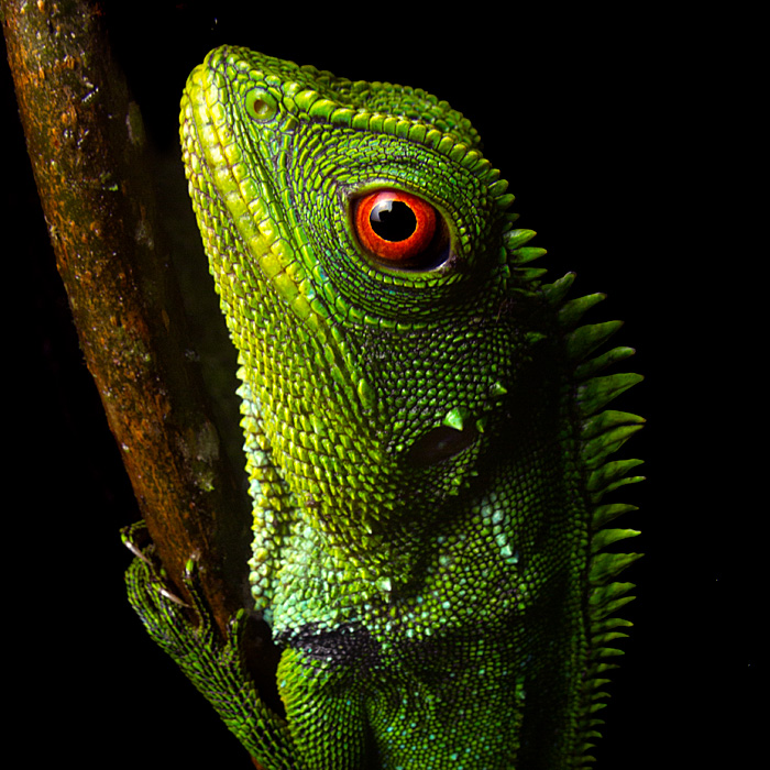 Image of a Red-eyed Dwarf-Iguana (Enyalioides oshaughnessyi)