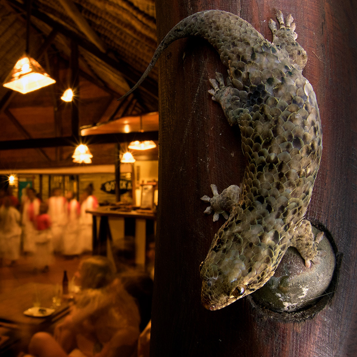 Image of a Fish-caled Gecko (Geckolepis sp)