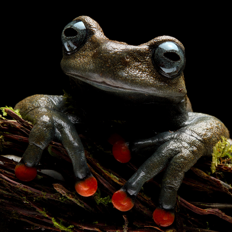 Image of an Linda’s Torrenteer Frog (Hyloscirtus lindae)