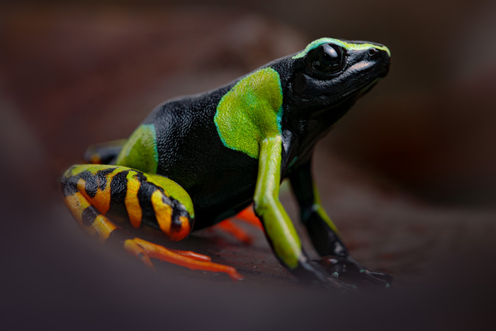 Image of a dwarf chameleon