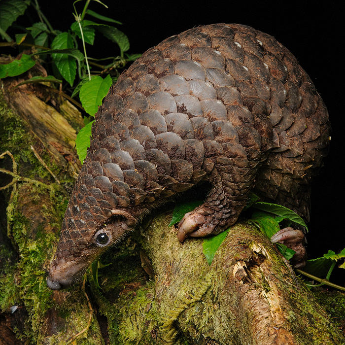 Image of a Sunda Pangolin (Manis javanica)