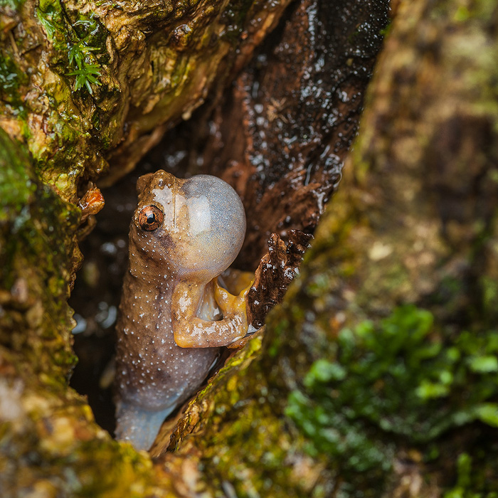 Image of a Bornean Tree Hole Frog (Metaphrynella sundana)