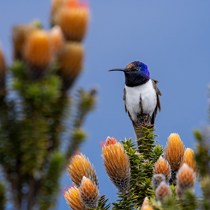 Image of an Ecuadorian Hillstar (Oreotrochilus chimborazo)