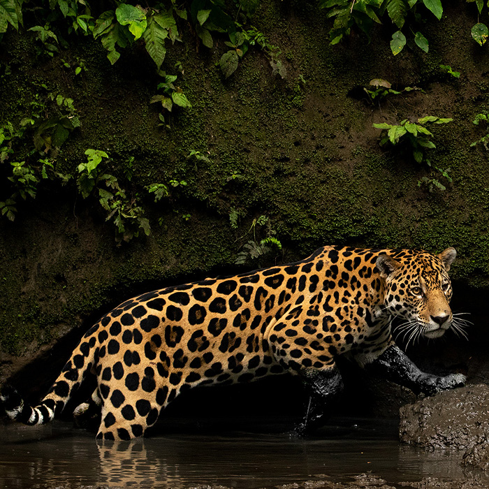 Image of a Jaguar (Panthera onca)