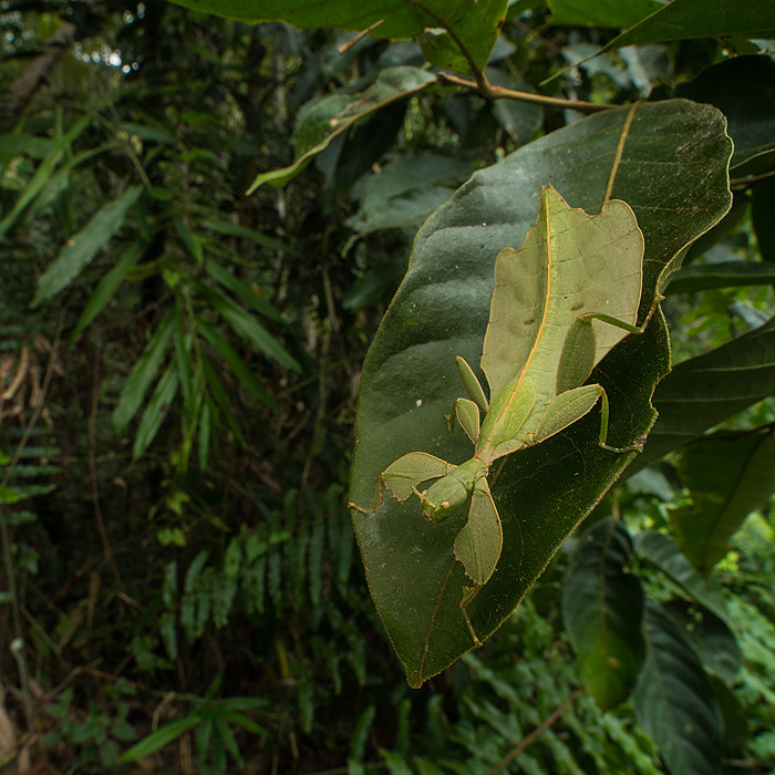 Image of a Chung’s Walking Leaf Insect (Phyllium arthurchungi)