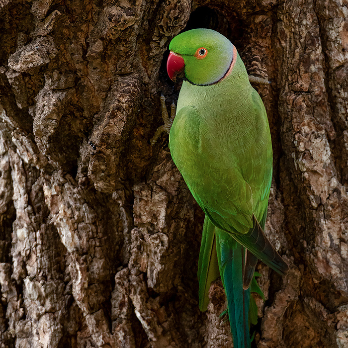Image of a Rose-Ringed Parakeet (Psittacula krameri)