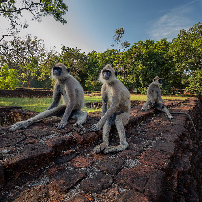 Image of a Tufted Gray-Langur (Semnopithecus priam)