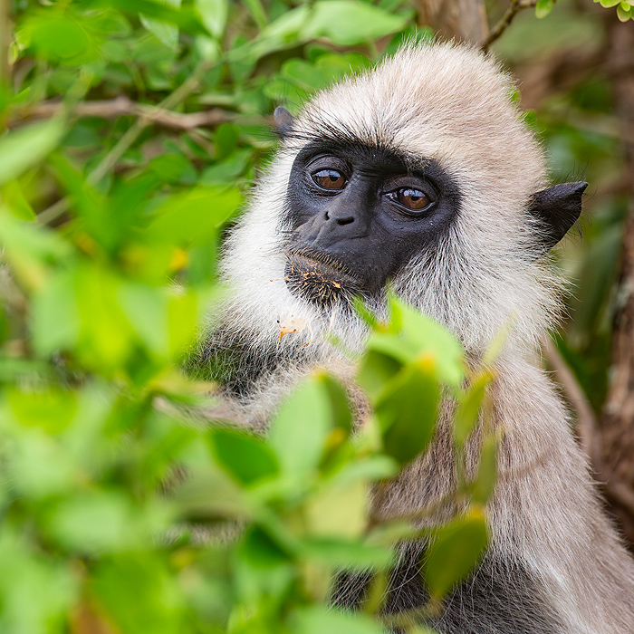 Image of a Tufted Gray-Langur (Semnopithecus priam)