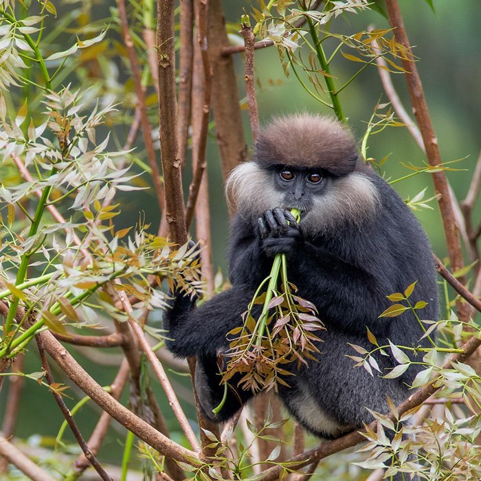 Image of a Purple-faced Langur (Semnopithecus vetulus)