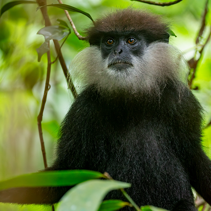 Image of a Purple-faced Langur (Semnopithecus vetulus)