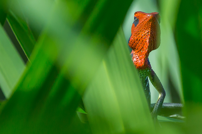 Image of an agamid lizard hidden among vegetation