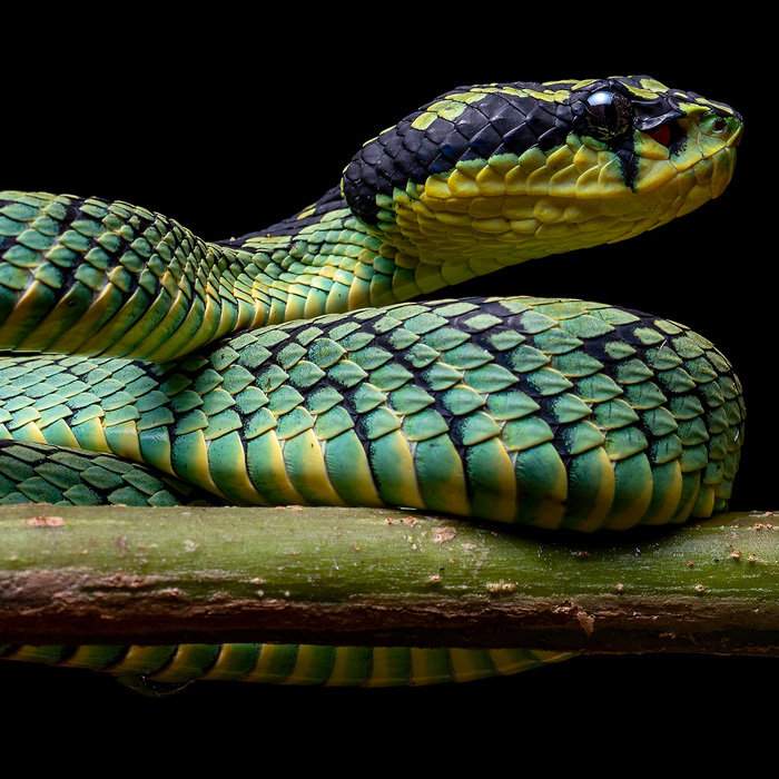 Image of a Sri Lankan Pitviper (Trimeresurus trigonocephalus)