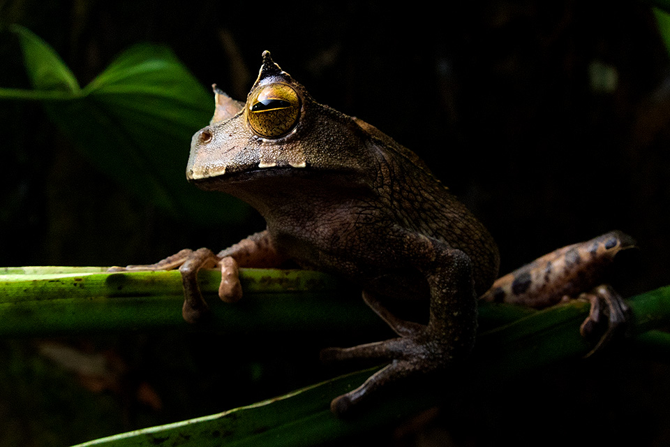 Horned Marsupial-Frog still alive in Ecuador