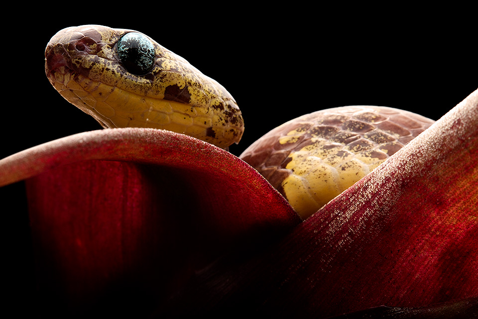 5 new species of snail-sucking snakes