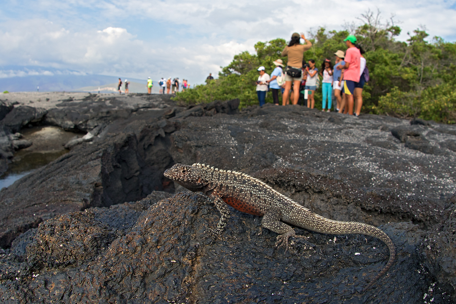 Lava lizard with a group of tourists in the background