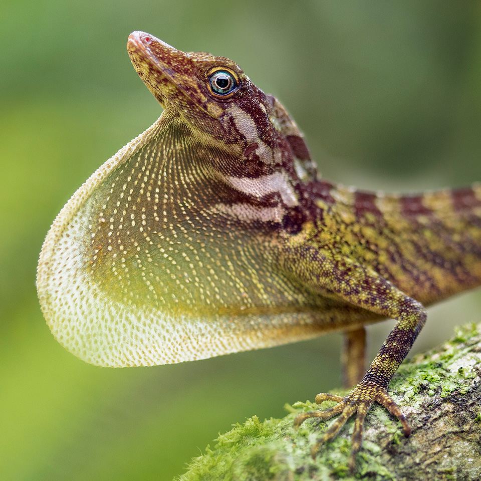 Anolis fitchi