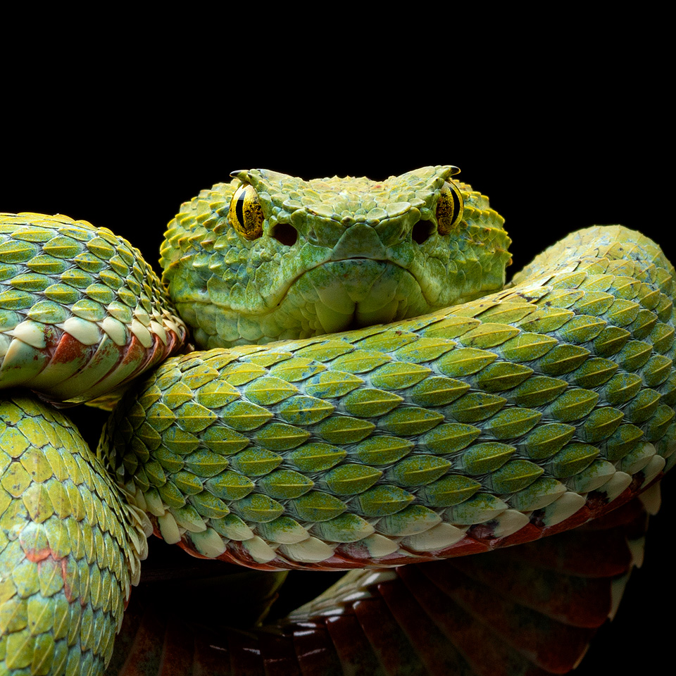 Bothriechis schlegelii