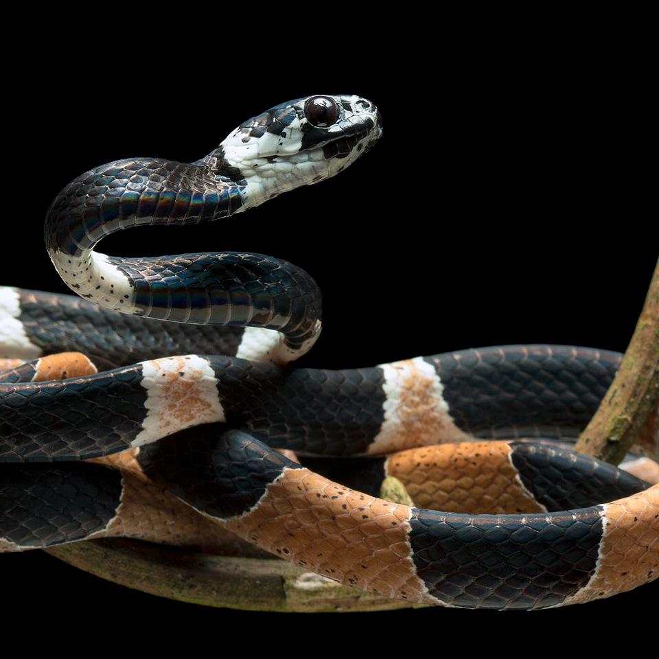 Dipsas pavonina