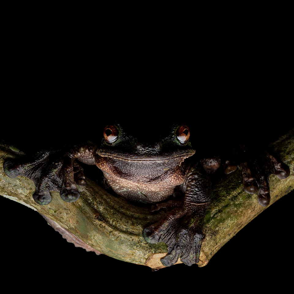 Ecnomiohyla phantasmagoria