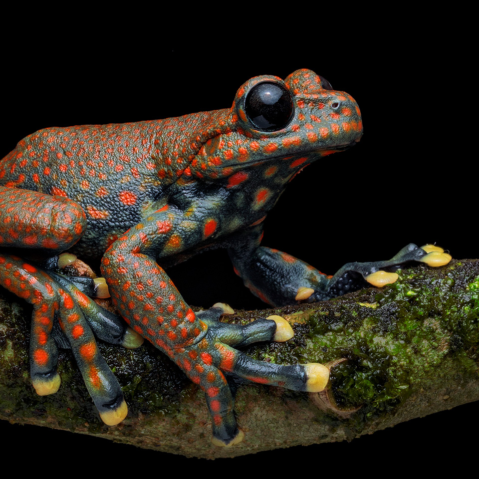 Hyloscirtus pantostictus