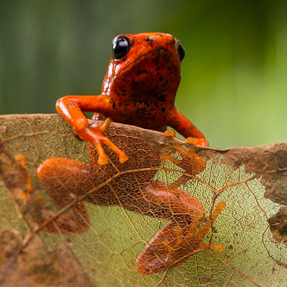 Oophaga sylvatica