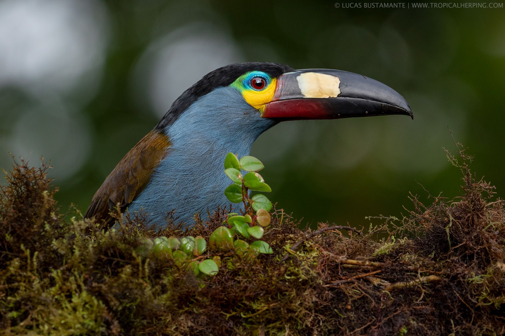 Plate-billed mountain toucan (Andigena laminirostris), Chocó Andino Biosphere Reserve.