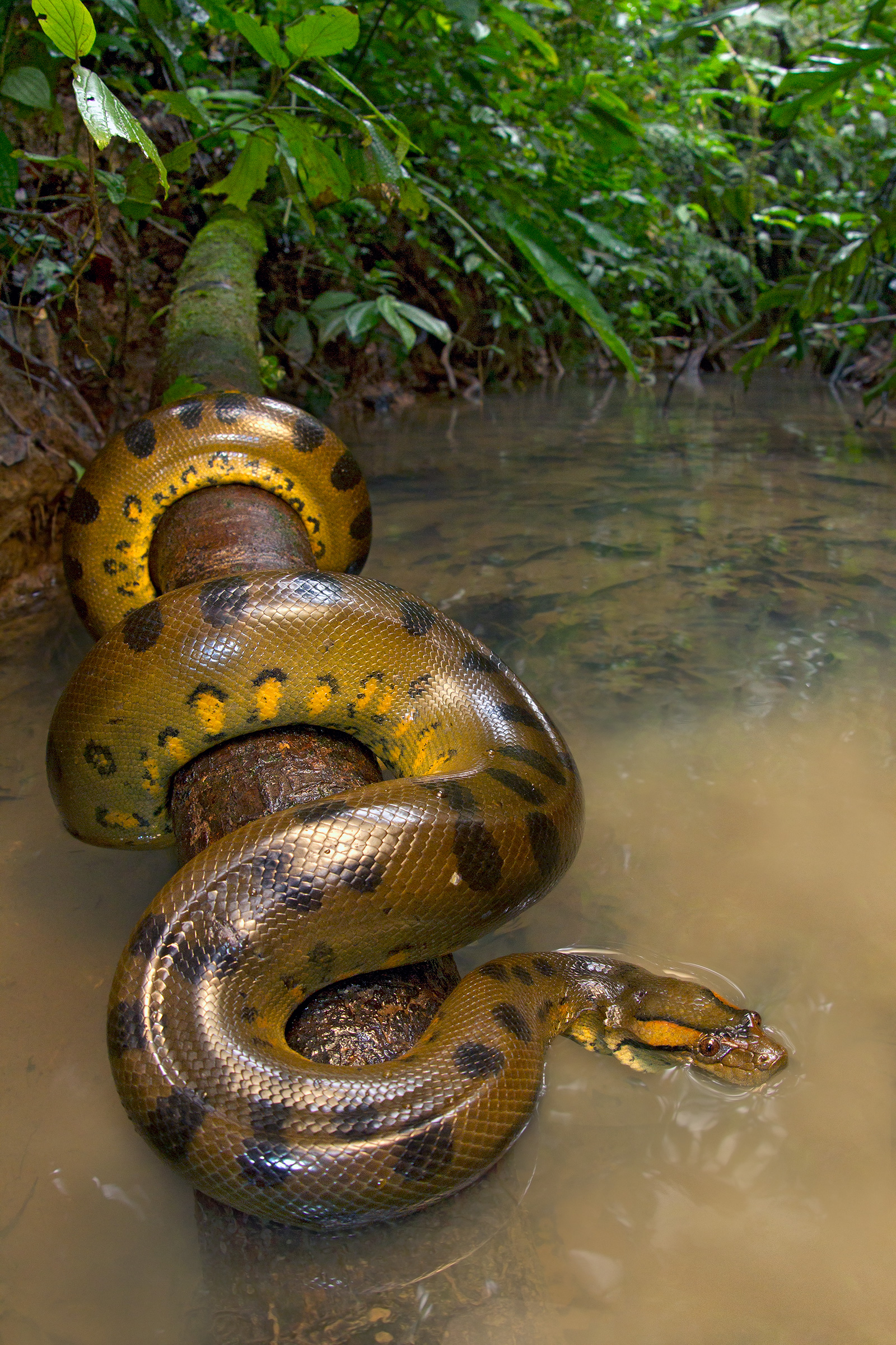 Anaconda resting on a log