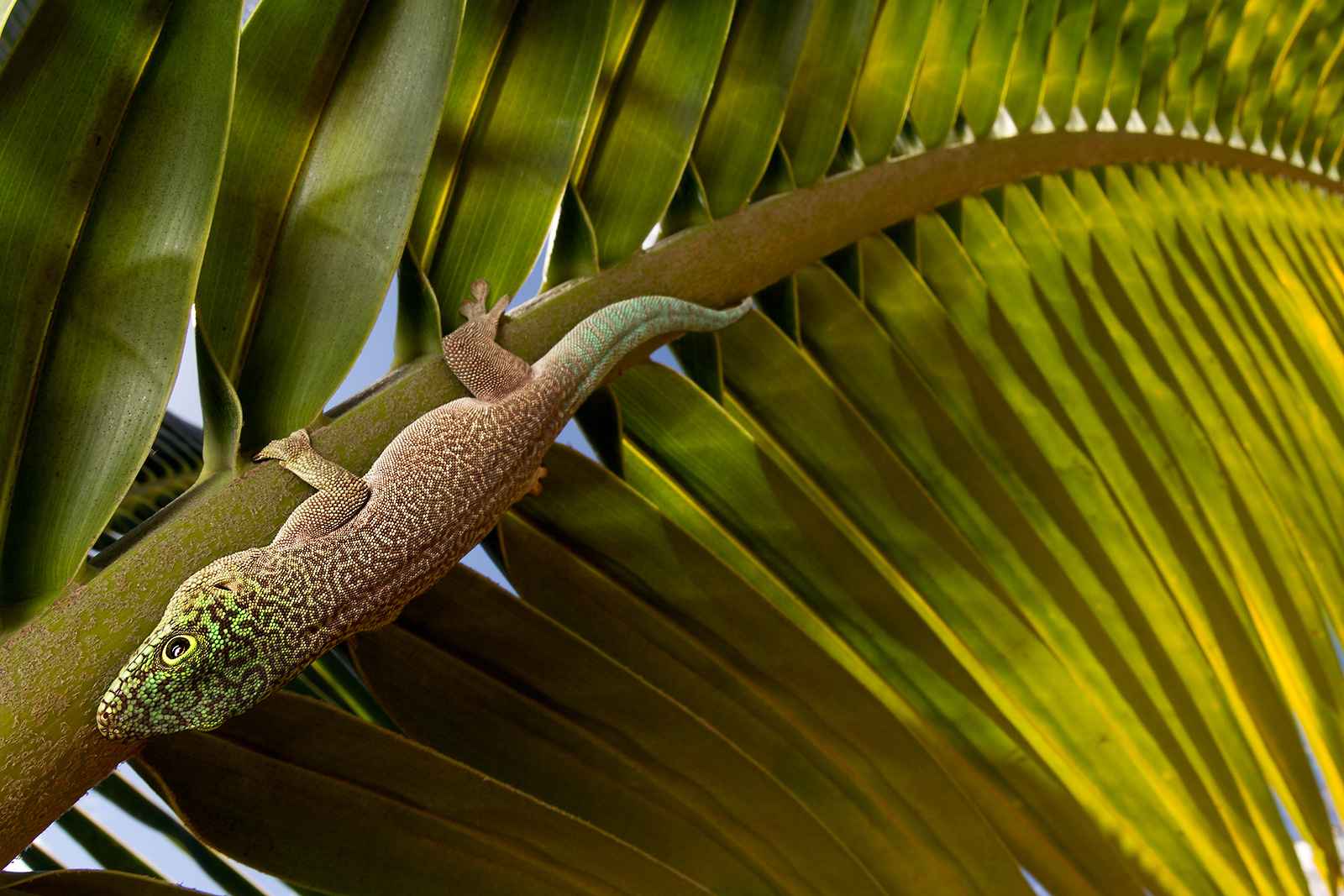 Standing's Day-Gecko on a palm