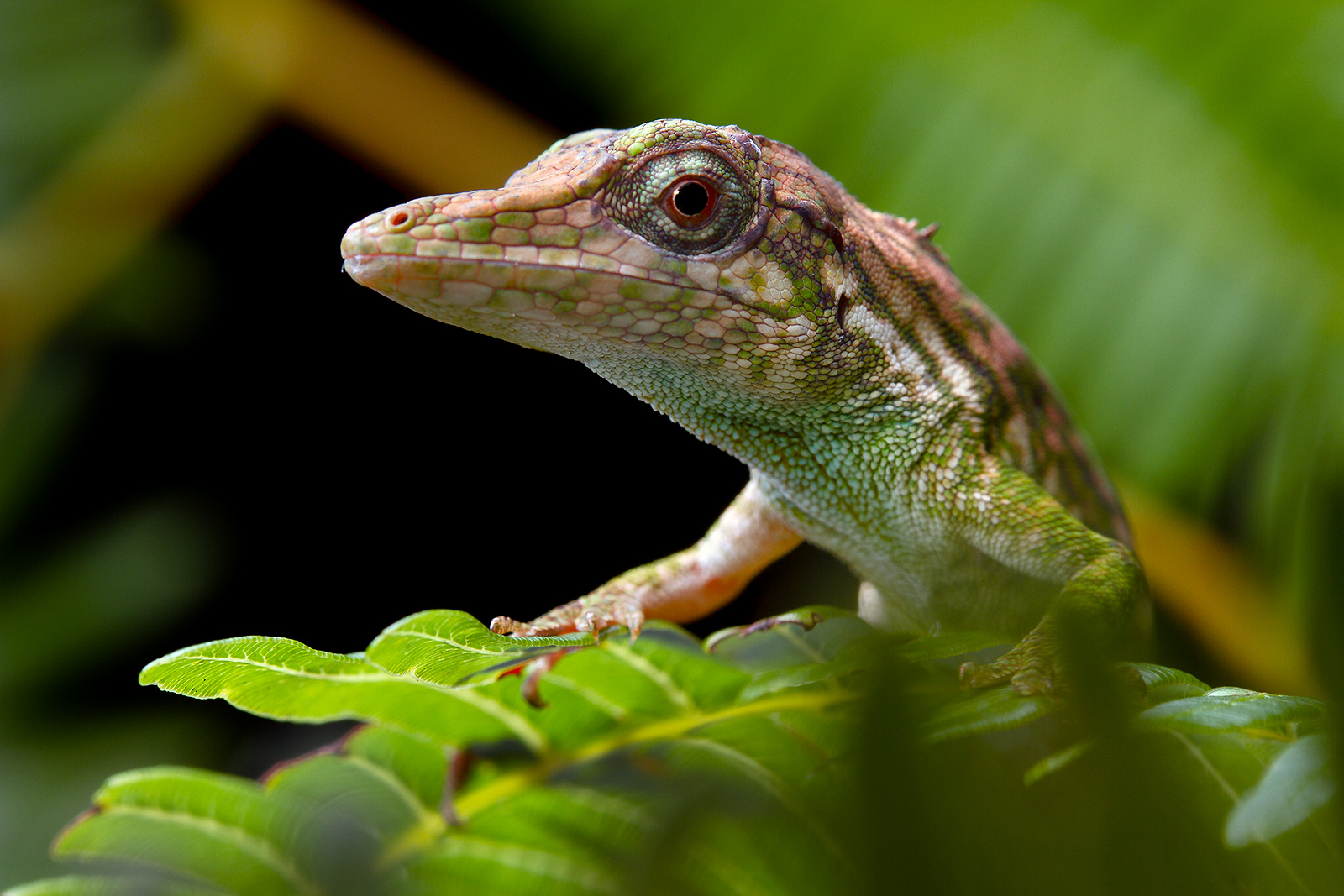 Picture of a Orcés' Anole (Anolis orcesi) created using the image stabilization feature turned off
