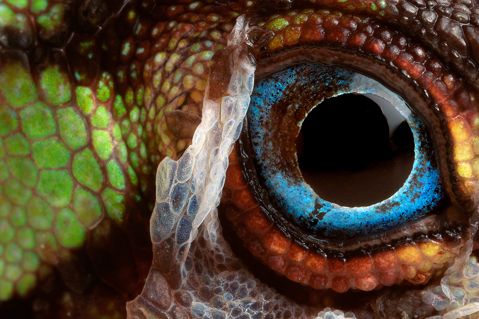 Extreme macro photo of the eye of a Banded Tree-Anole (Anolis transversalis), created using the Canon MP-E 65mm Macro Lens