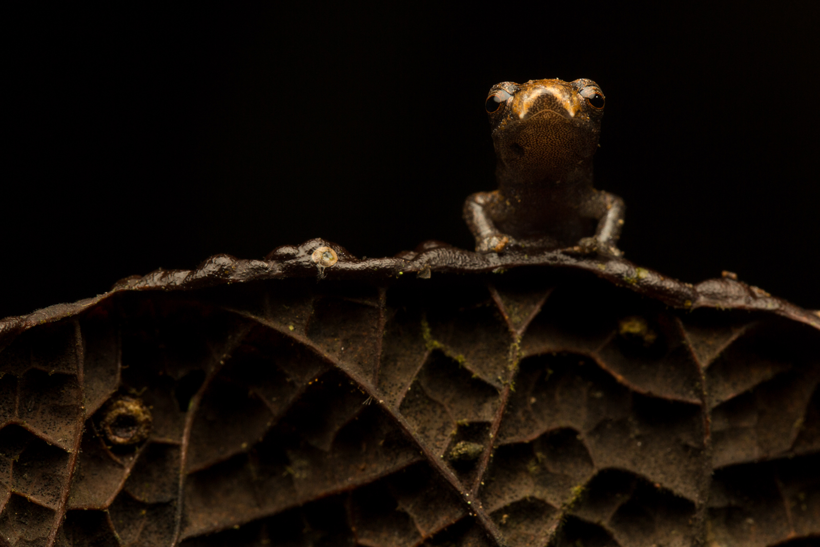 Upper-Amazon Salamander (Bolitoglossa altamazonica)