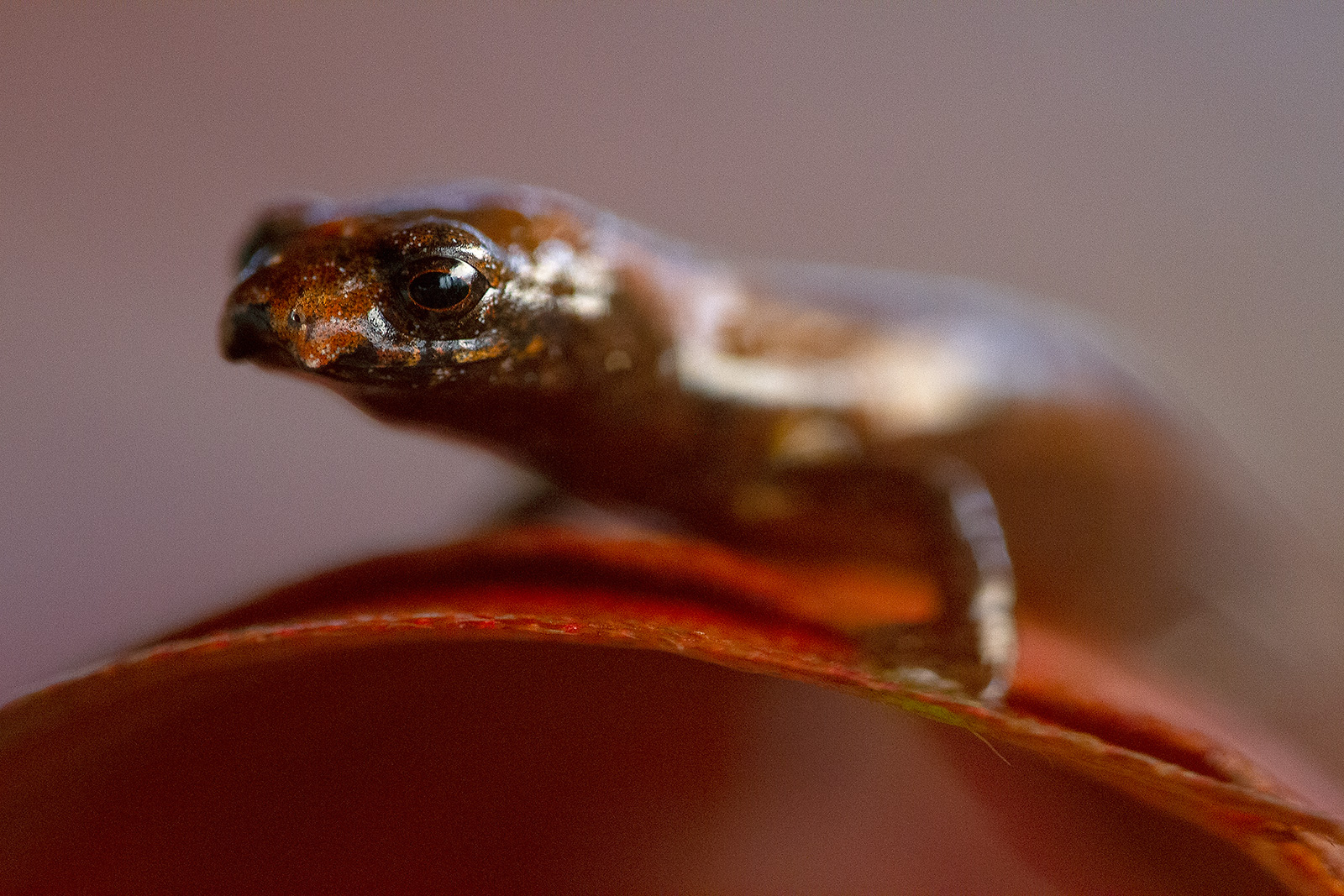 Picture of an Ecuadorian Salamander (Bolitoglossa equatoriana) resting on a leaf