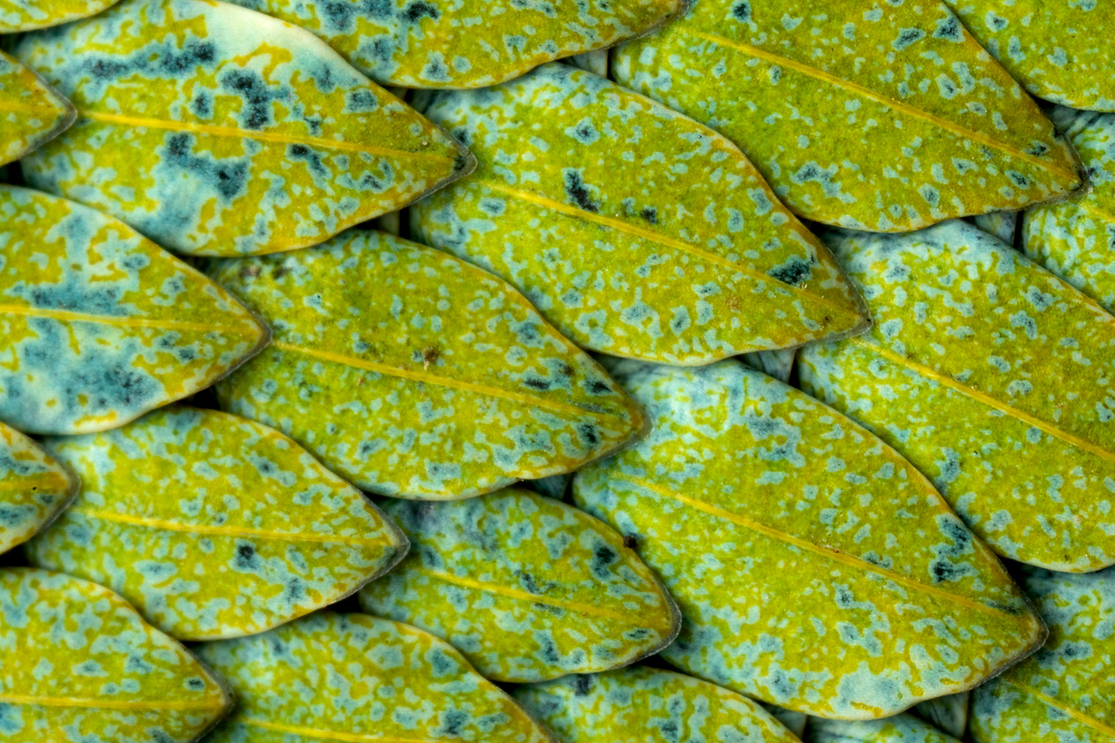 Extreme macro photo of the scales of an Eyelash Palm-Pitviper (Bothriechis schlegelii), created using the Canon MP-E 65mm Macro Lens