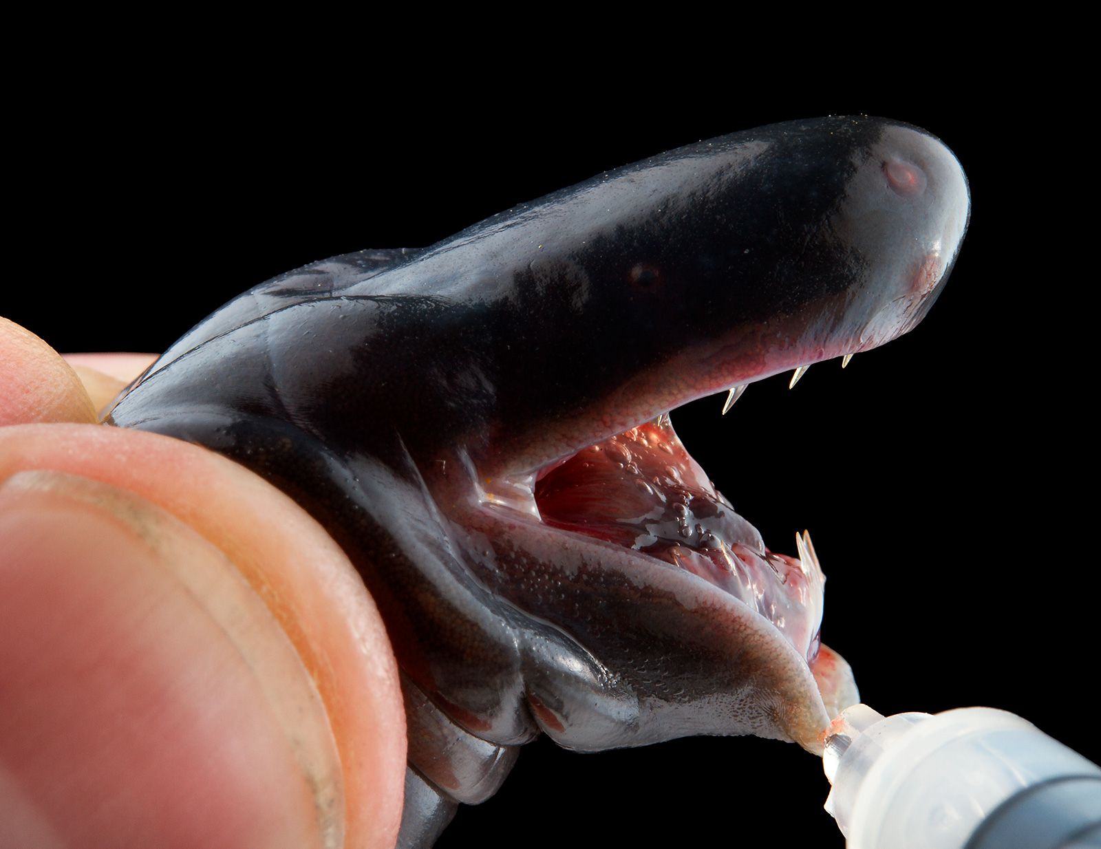 Close up shot of the mouth of Caecilia pachynema, showing its teeth