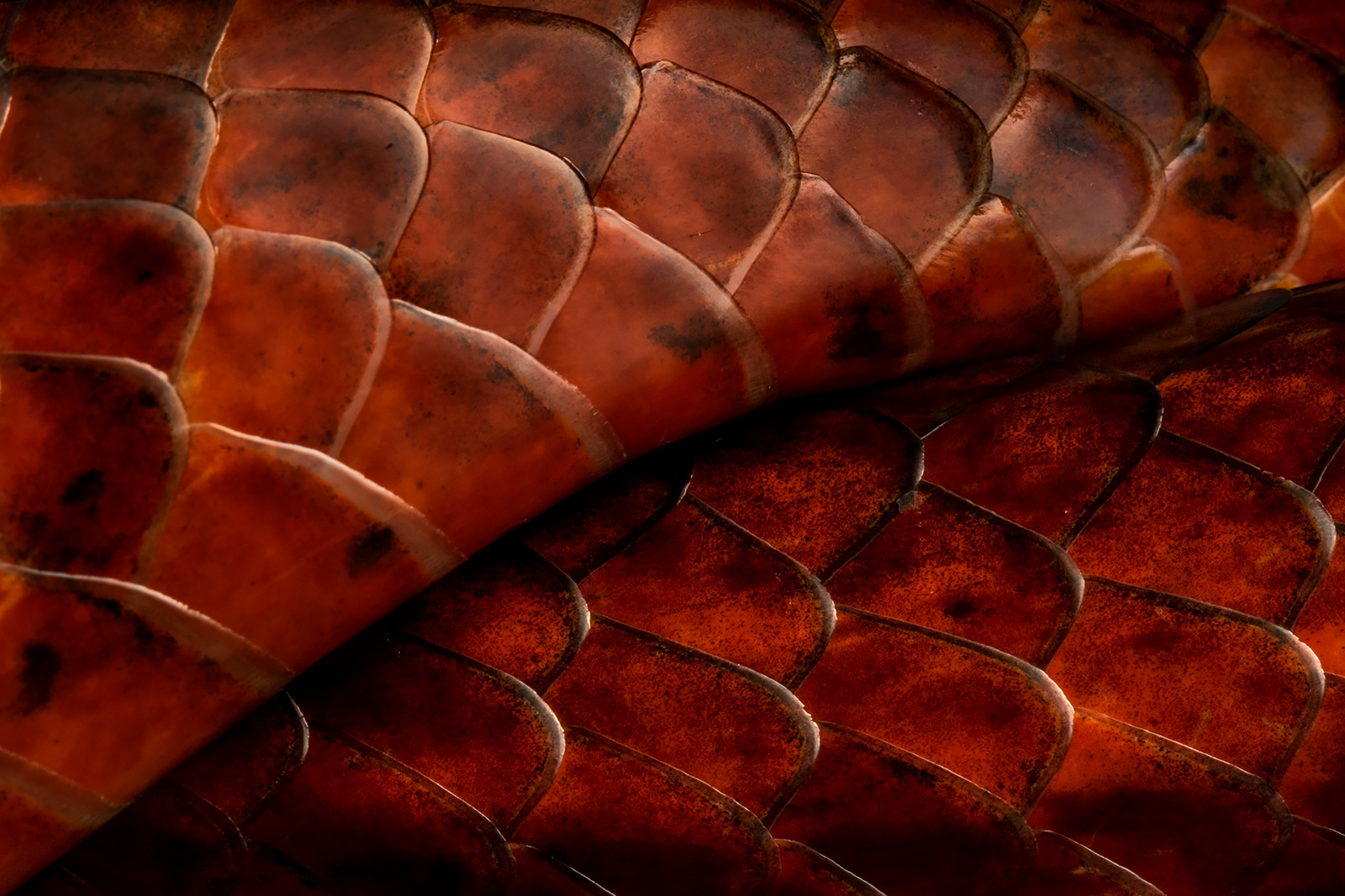 Extreme macro photo of the scales of a Rusty Whipsnake (Chironius scurrulus), created using extension tubes on the Canon 100mm f/2.8L Macro Lens
