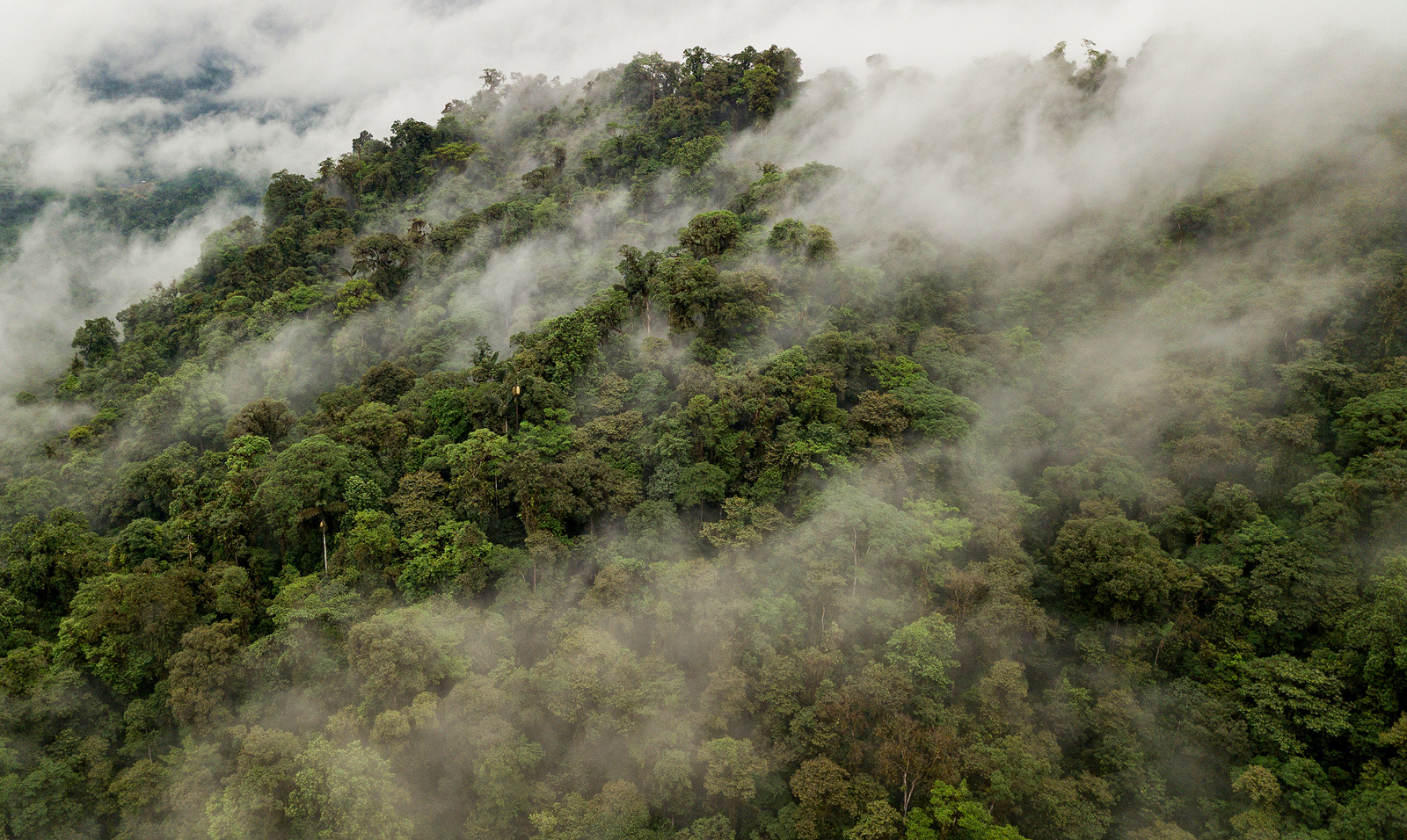 Image of the Chocó rainforest, habitat of the Phantasmal Fringe-limbed Frog