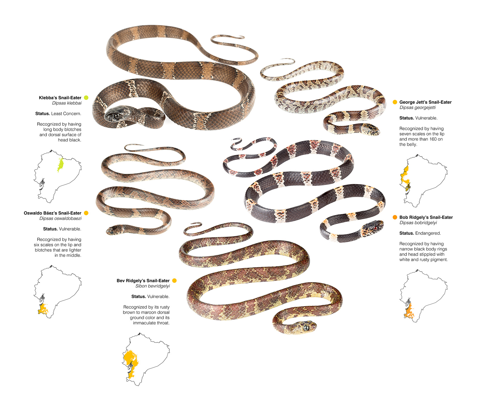 Collage showing the five new species of snakes