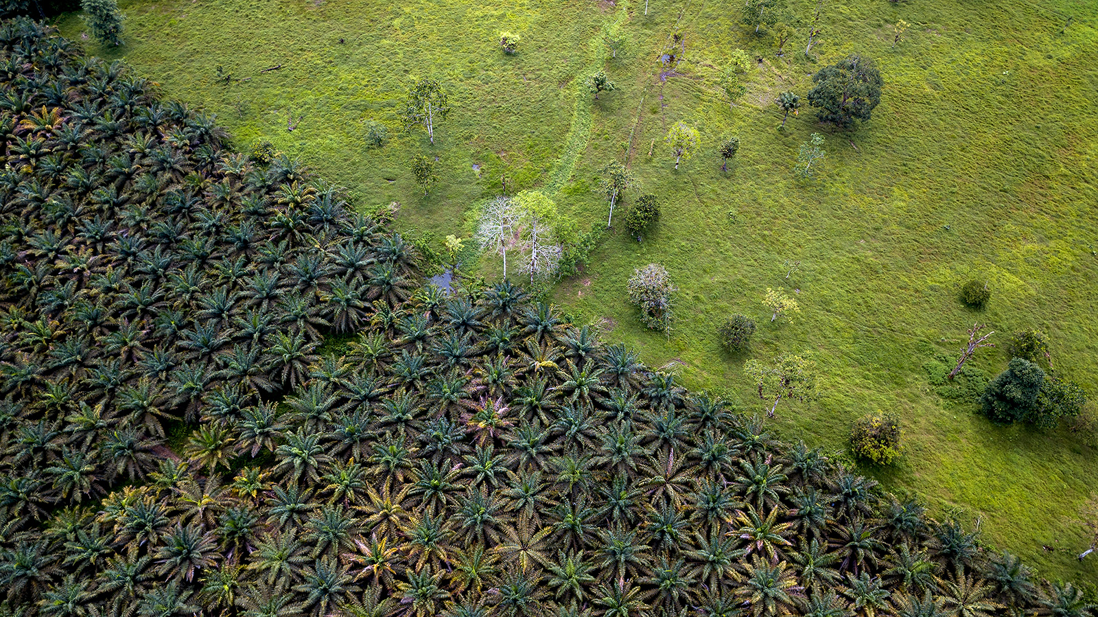 Image of deforestation taking place in the Chocó rainforest