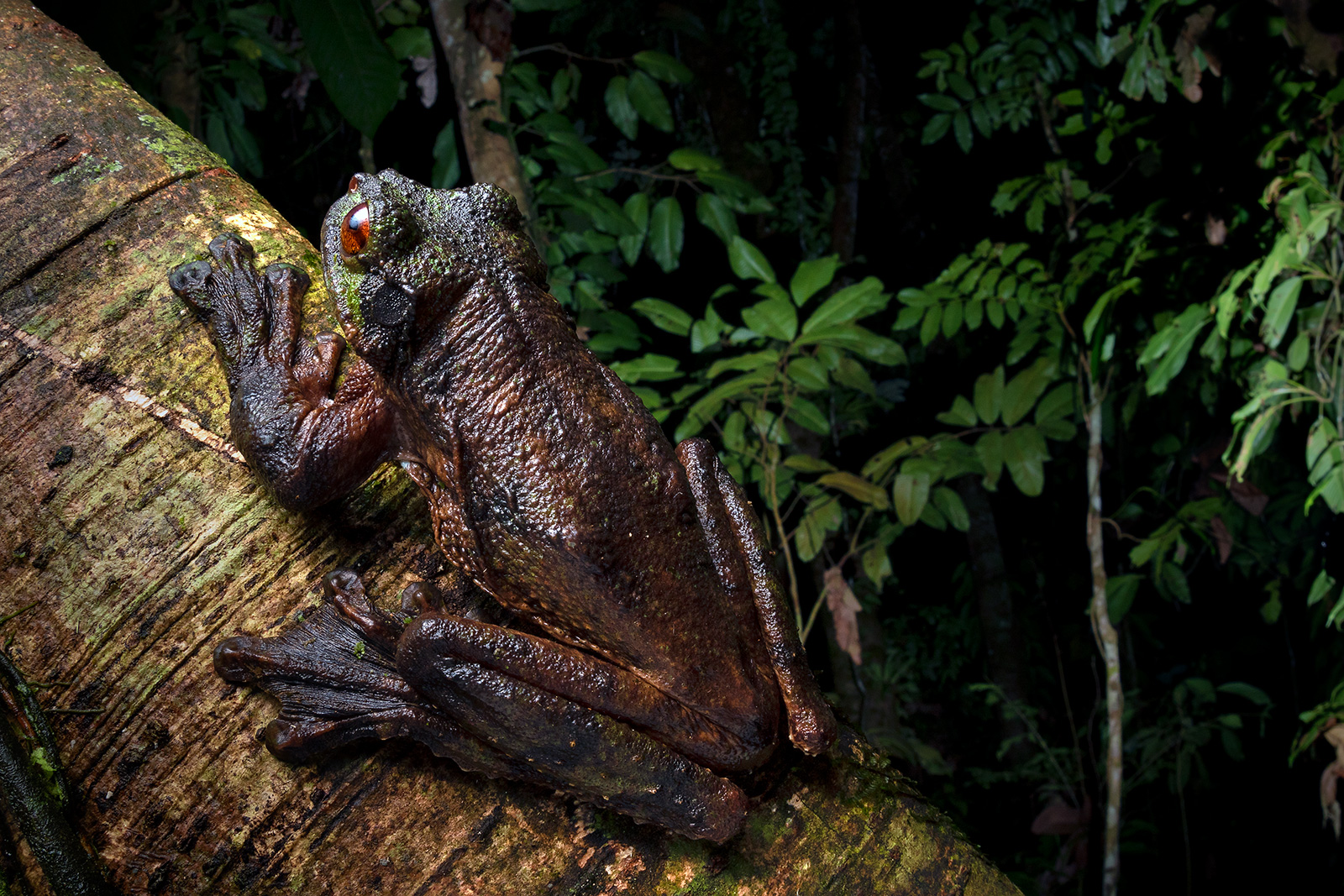 Image of a Phantasmal Fringe-limbed Frog hanging out in the canopy