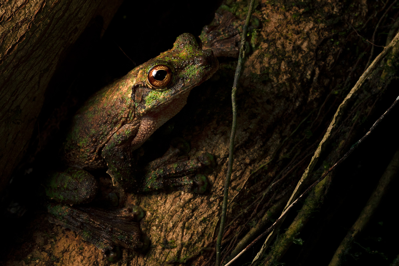 Image of a Phantasmal Fringe-limbed Frog coming out of a tree hole